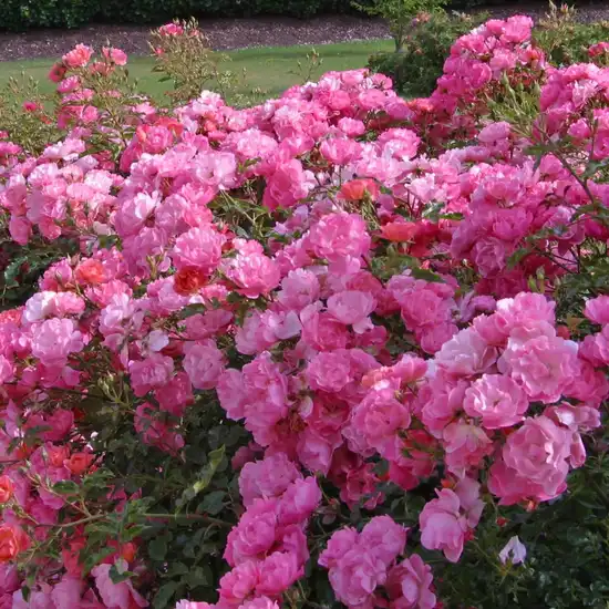 Portocaliu - roz - trandafir pentru straturi Floribunda